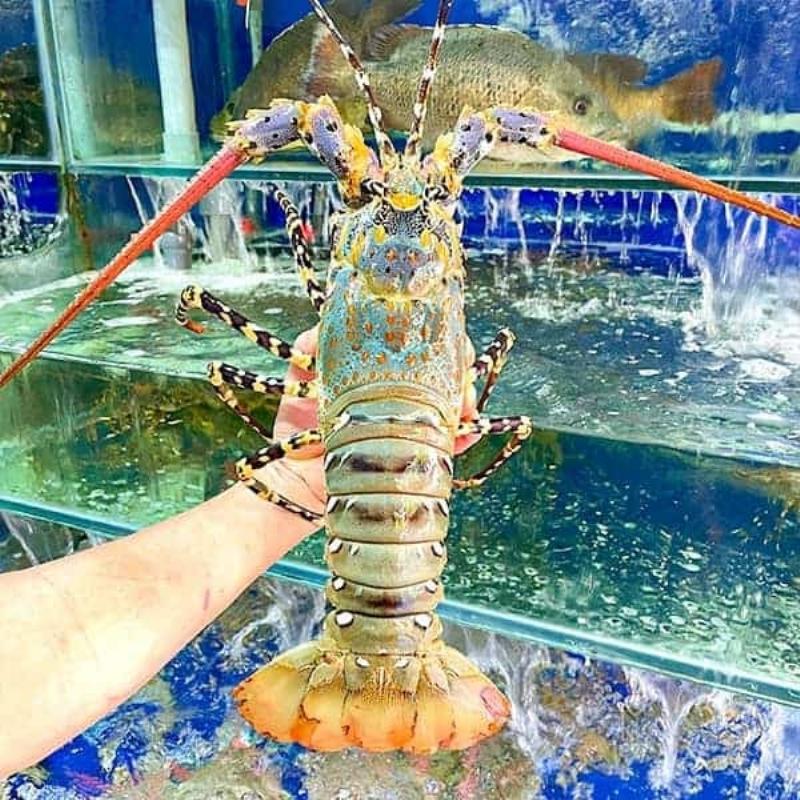 Hướng dẫn chi tiết cách chọn ngao 2 cồi tươi ngon dựa vào các dấu hiệu bên ngoài